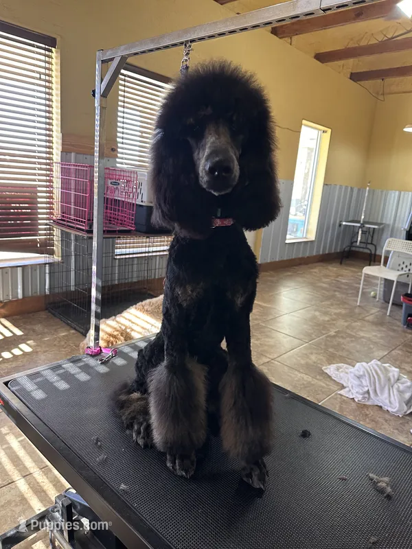 Luka, a male Poodle - Standard  for sale in Elk City, OK – 1 of 4