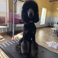 Luka, a male Poodle - Standard  for sale in Elk City, OK – 1 of 4