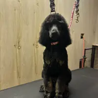 Luka, a male Poodle - Standard  for sale in Elk City, OK – 2 of 4