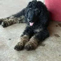 Luka, a male Poodle - Standard  for sale in Elk City, OK – 3 of 4