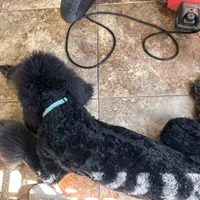 Luka, a male Poodle - Standard  for sale in Elk City, OK – 4 of 4