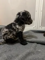 Gavin , a male Aussiedoodle for sale in Elk City, OK – 3 of 3