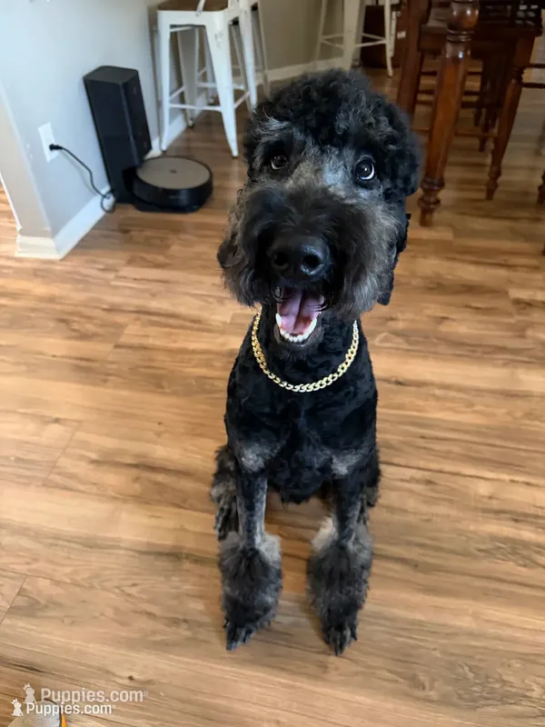 Luka – Poodle - Standard  puppy for sale in Elk City, OK