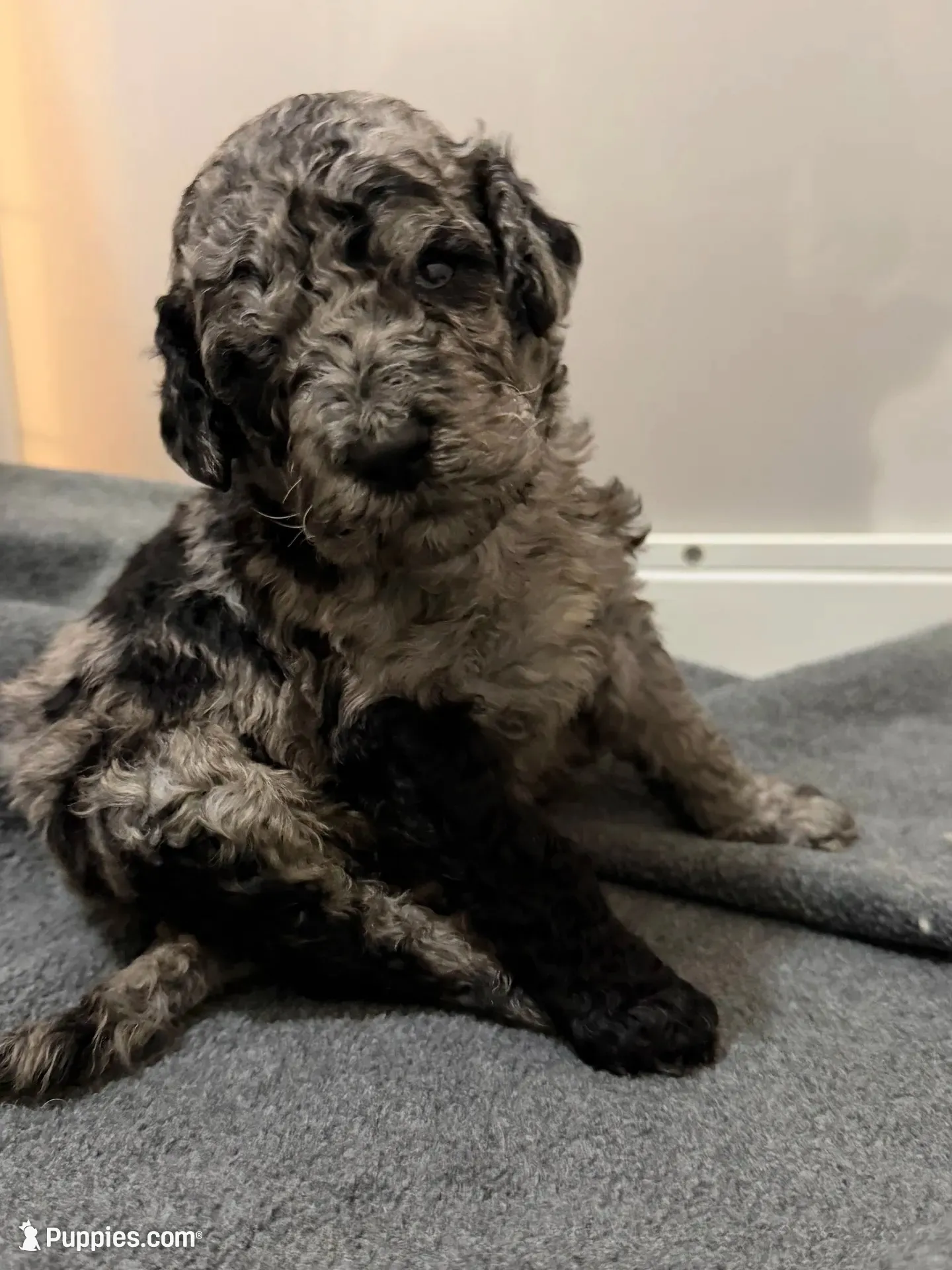 Gavin , a male Aussiedoodle for sale in Elk City, OK – 1 of 3