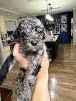 Gavin , a male Aussiedoodle for sale in Elk City, OK – 2 of 3