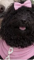 D. Mae , a female English Goldendoodle for sale in Indianapolis, IN – 2 of 2