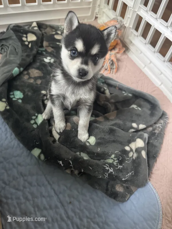 seven – Alaskan Klee Kai puppy for sale in Mount Clemens, MI