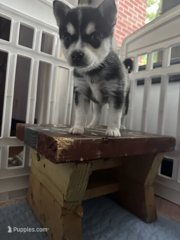 six  – Alaskan Klee Kai puppy for sale in Mount Clemens, MI