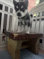 six , a female Alaskan Klee Kai for sale in Mount Clemens, MI – 1 of 1