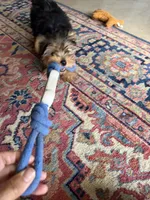 Milo, a male Yorkshire Terrier for sale in Waco, TX – 2 of 6