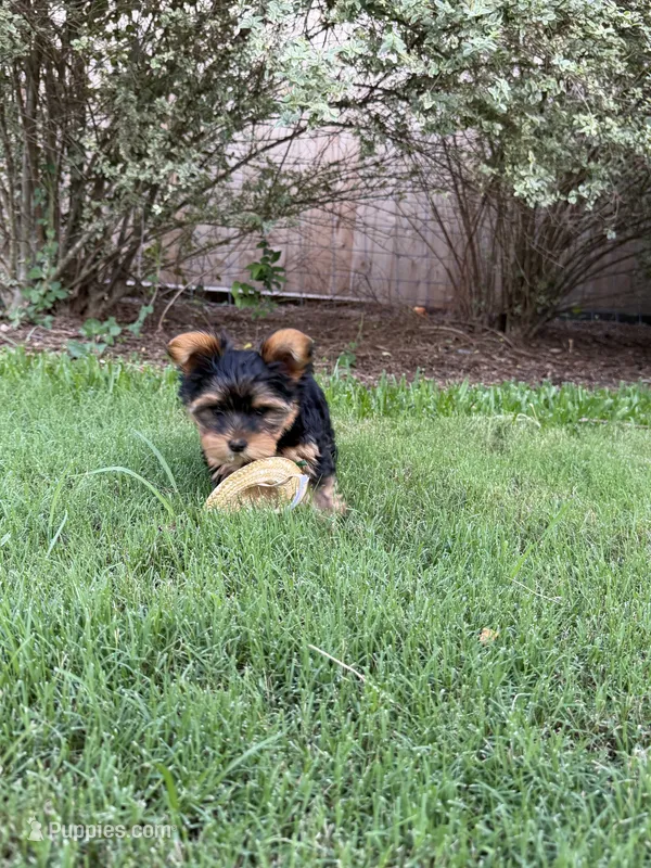 Sandy – Yorkshire Terrier puppy on hold in Waco, TX
