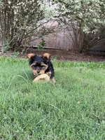 Sandy, a female Yorkshire Terrier for sale in Waco, TX – 1 of 10