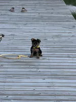 Sandy, a female Yorkshire Terrier for sale in Waco, TX – 4 of 10