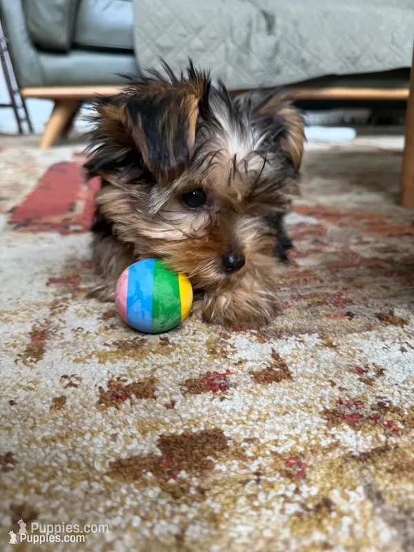 Milo – Yorkshire Terrier puppy for sale in Waco, TX