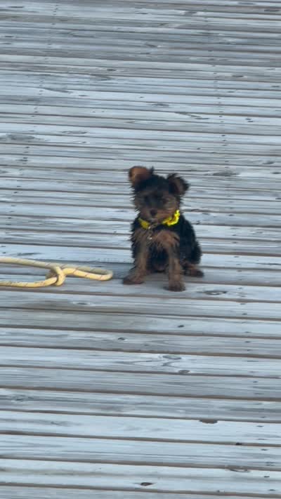 Sandy, a female Yorkshire Terrier for sale in Waco, TX – 3 of 10
