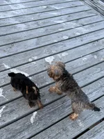 Milo, a male Yorkshire Terrier for sale in Waco, TX – 5 of 6