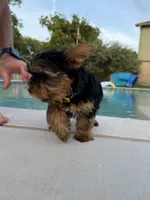 Sandy, a female Yorkshire Terrier for sale in Waco, TX – 6 of 10