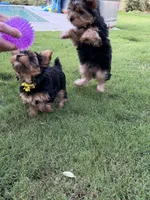 Sandy, a female Yorkshire Terrier for sale in Waco, TX – 7 of 10
