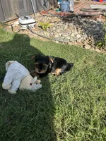 Sandy, a female Yorkshire Terrier for sale in Waco, TX – 10 of 10