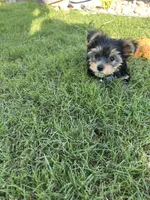 Sandy, a female Yorkshire Terrier for sale in Waco, TX – 8 of 10
