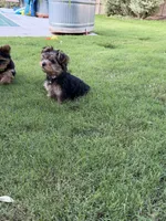 Sandy, a female Yorkshire Terrier for sale in Waco, TX – 2 of 10