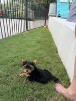 Sandy, a female Yorkshire Terrier for sale in Waco, TX – 5 of 10
