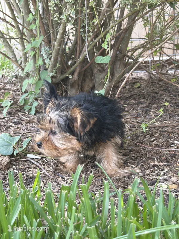 Milo – Yorkshire Terrier puppy for sale in Waco, TX