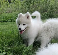 Aurora, a female Samoyed for sale in Medfield, MA – 7 of 9