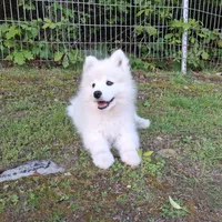 Nova, a female Samoyed for sale in Medfield, MA – 2 of 10