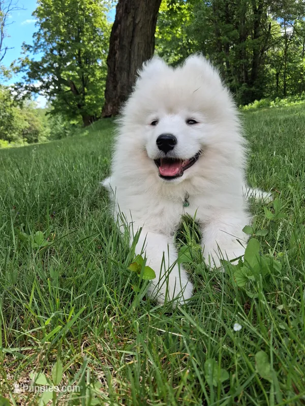 Mochi – Samoyed puppy for sale in Medfield, MA