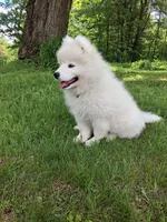 Mochi, a male Samoyed for sale in Medfield, MA – 8 of 10