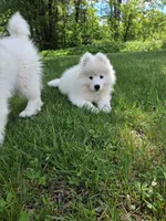 Mochi, a male Samoyed for sale in Medfield, MA – 4 of 10