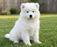 Mochi, a male Samoyed for sale in Medfield, MA – 3 of 3