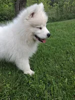Lily, a female Samoyed for sale in Medfield, MA – 8 of 10