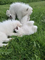 Lily, a female Samoyed for sale in Medfield, MA – 5 of 10