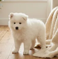 Lily, a female Samoyed for sale in Medfield, MA – 3 of 3