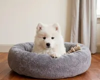 Nova, a female Samoyed for sale in Medfield, MA – 2 of 3