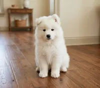 Aurora, a female Samoyed for sale in Medfield, MA – 1 of 3