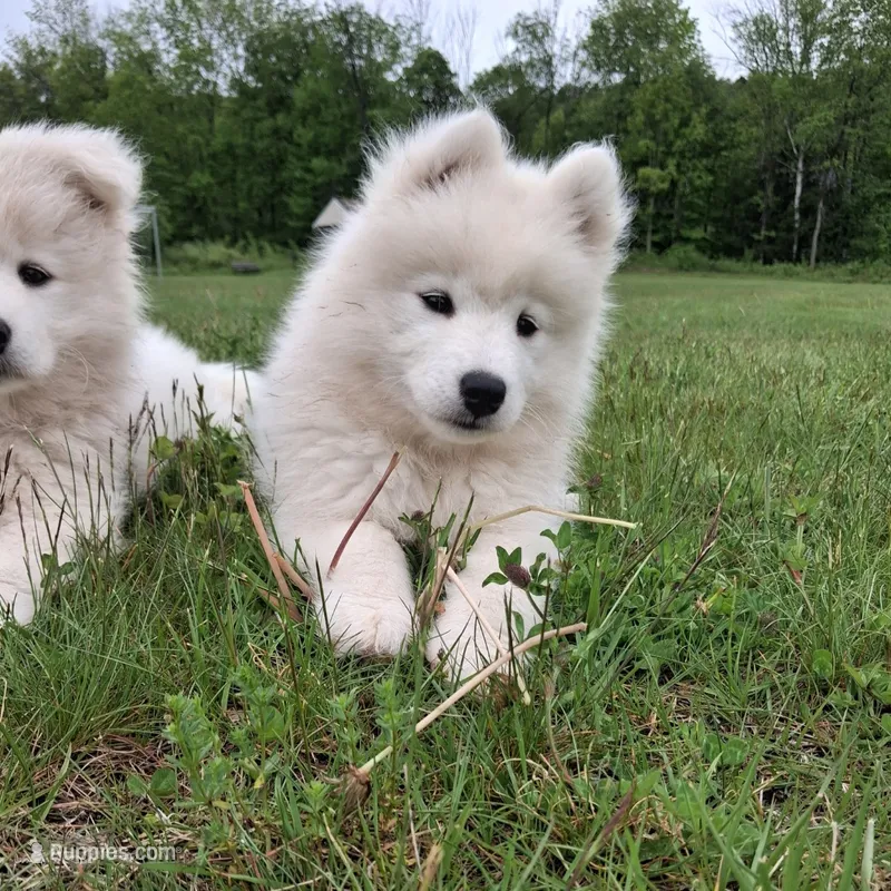 Aurora – Samoyed puppy for sale in Medfield, MA
