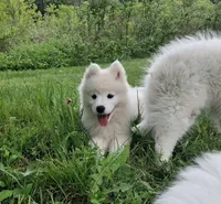 Aurora, a female Samoyed for sale in Medfield, MA – 8 of 9