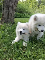 Mochi, a male Samoyed for sale in Medfield, MA – 10 of 10