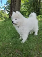 Mochi, a male Samoyed for sale in Medfield, MA – 6 of 10