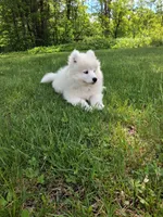 Mochi, a male Samoyed for sale in Medfield, MA – 9 of 10