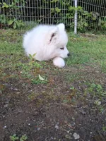 Nova, a female Samoyed for sale in Medfield, MA – 9 of 10