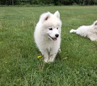 Aurora, a female Samoyed for sale in Medfield, MA – 4 of 9
