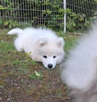Nova, a female Samoyed for sale in Medfield, MA – 4 of 10