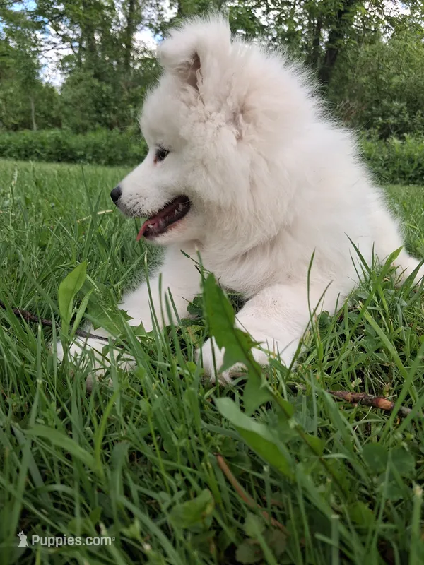 Lily – Samoyed puppy for sale in Medfield, MA