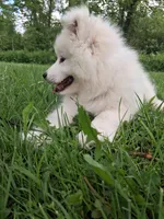 Lily, a female Samoyed for sale in Medfield, MA – 2 of 10