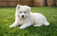 Lily, a female Samoyed for sale in Medfield, MA – 2 of 3