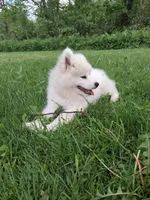 Lily, a female Samoyed for sale in Medfield, MA – 6 of 10